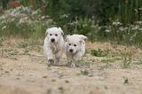 GOLDEN RETRIEVER 327